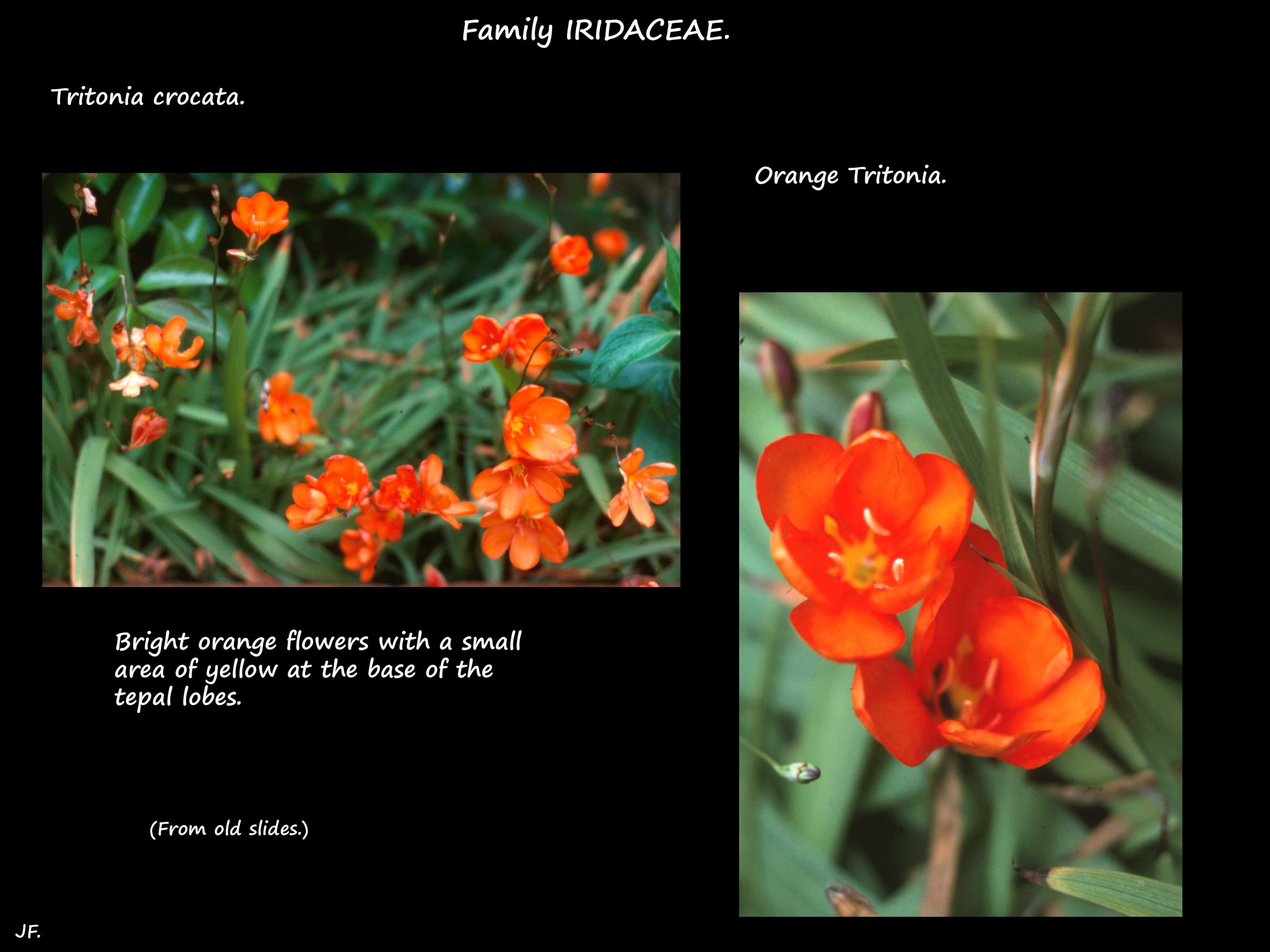 1 Tritonia crocata flowers